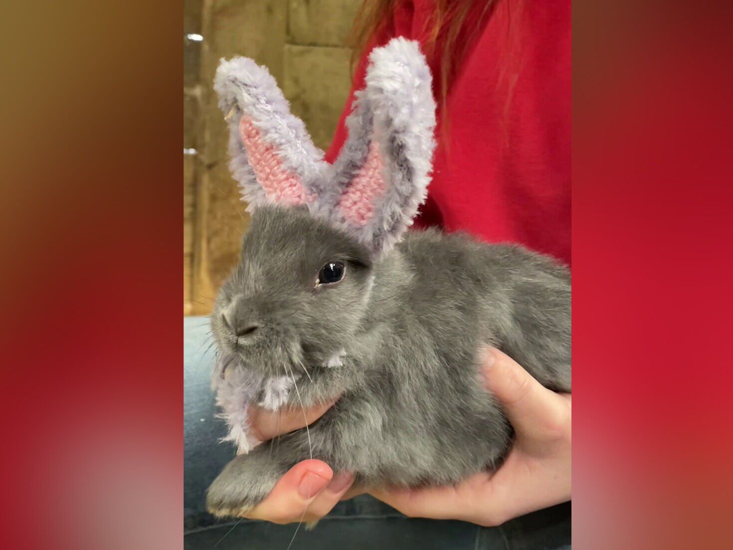 Bunny born without ears gets crocheted pair to help him blend in